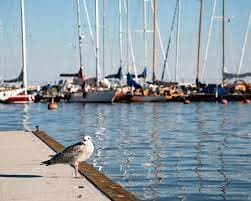 Vallisaari Guest Harbor Vallisaari vierasvenelaituri